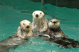 鳥羽水族館の写真