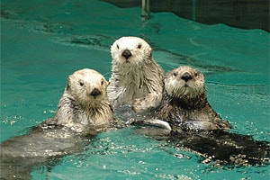 鳥羽水族館の写真